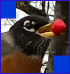 The Keybird Logo. A robin eats a red berry.